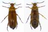 Anaspis sp.